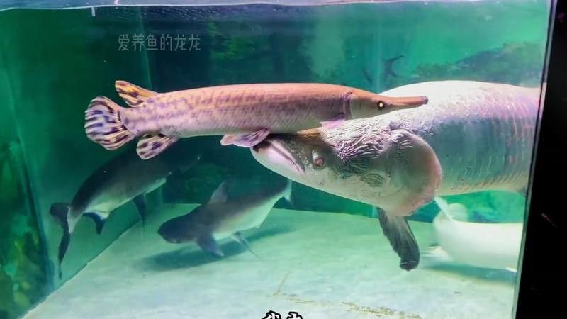 金龍魚和巨骨舌魚哪個更難飼養？（巨骨舌魚和龍魚的區別）