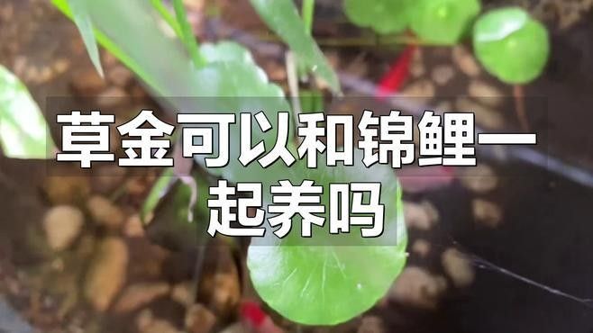 內蒙眼和外蒙眼哪個更常見，內蒙眼和外蒙眼哪個更常見內蒙眼哪個更常見