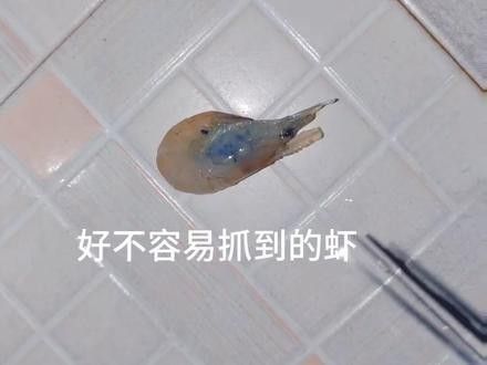 如何辨別紅帝王魔神雷龍魚的真偽