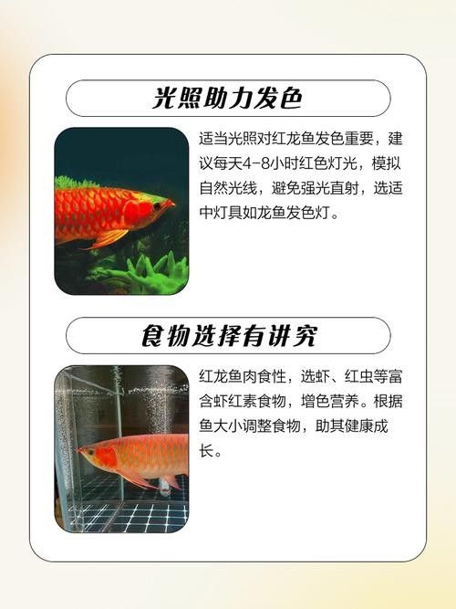 紅龍魚成長過程中需要注意什么