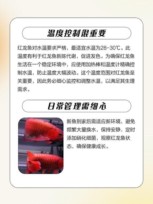紅龍魚成長過程中需要注意什么