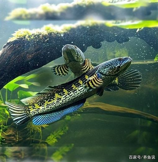 雷龍魚和龍魚哪個更好養？