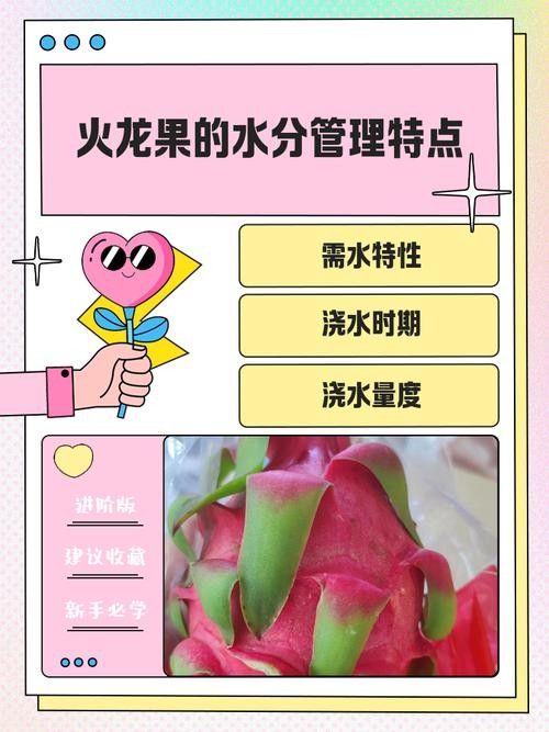 如何判斷火龍果的質(zhì)量（別再瞎買火龍果了老果農(nóng)的5個挑選訣竅）