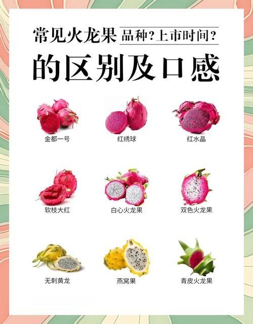 如何判斷火龍果的質(zhì)量（別再瞎買火龍果了老果農(nóng)的5個挑選訣竅）