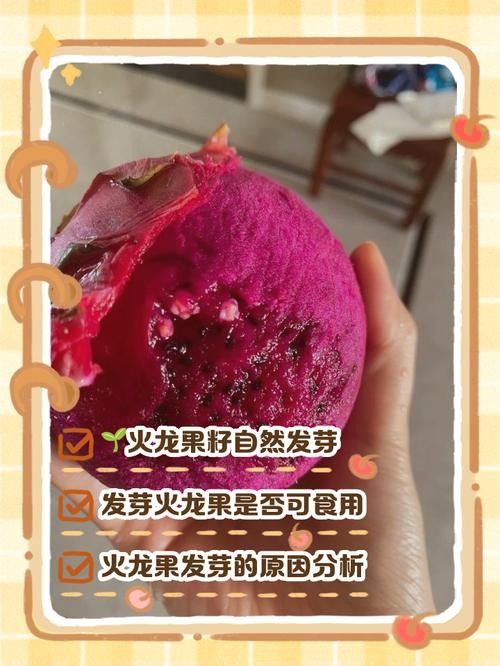 如何判斷火龍果的質(zhì)量（別再瞎買火龍果了老果農(nóng)的5個挑選訣竅）
