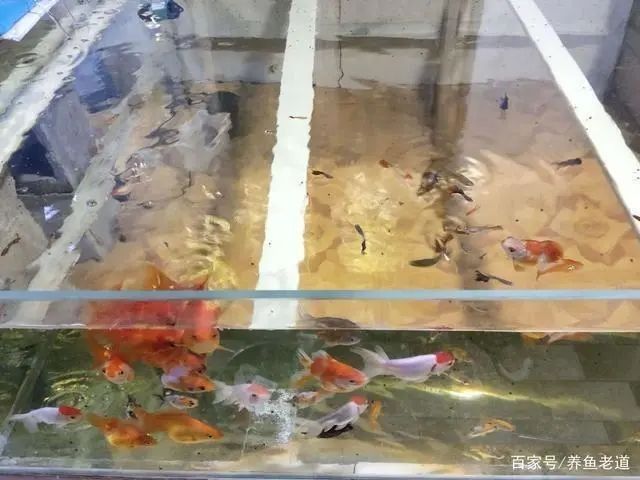 龍魚開燈后多久會適應