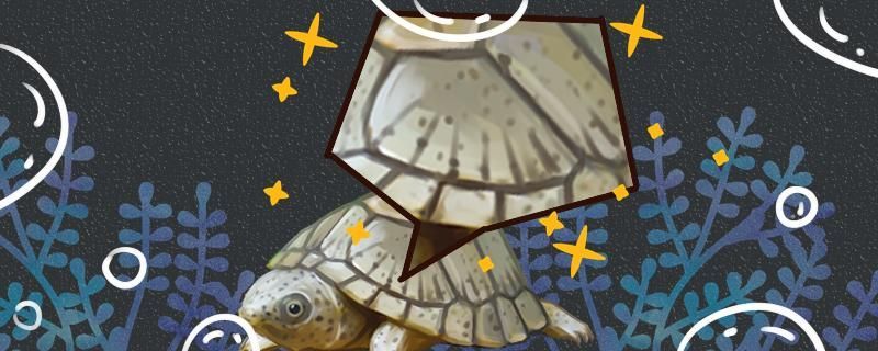 龍魚可以跟什么魚混養(龍魚跟什么魚混養最合適)