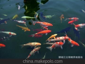 聊城觀賞魚市場：聊城觀賞魚市場的發展歷史