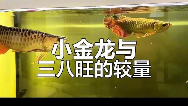 羅非魚和金龍魚混養需要多大的魚缸？