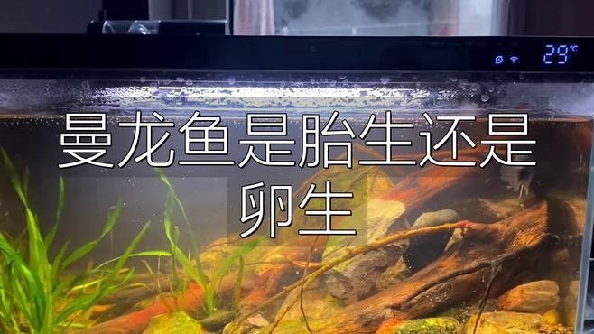 曼龍魚繁殖方式是怎樣的