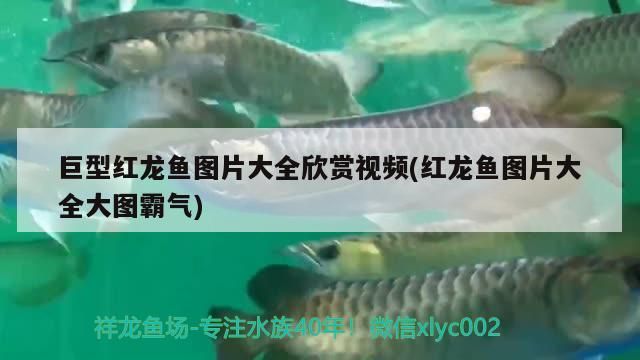 巨型紅龍魚圖片大全欣賞視頻(紅龍魚圖片大全大圖霸氣)