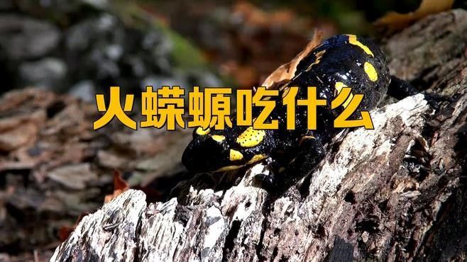 火龍蠑螈的食物有哪些？