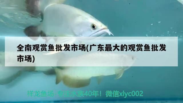<strong><mark>全南</mark></strong>觀賞魚批發市場(廣東最大的觀賞魚批發市場)