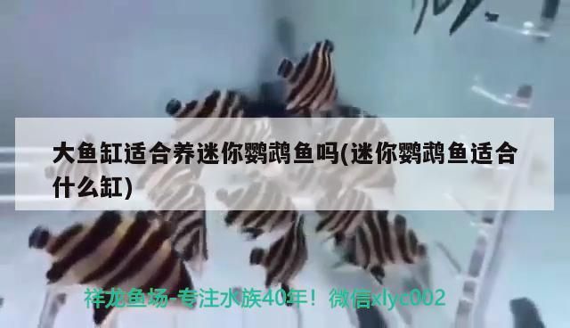 大魚缸適合養迷你鸚鵡魚嗎(迷你鸚鵡魚適合什么缸)
