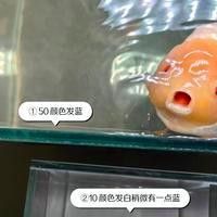 如何辨別金九龍魚缸的真偽 如何辨別金九龍魚缸的真偽 龍魚百科 第11張