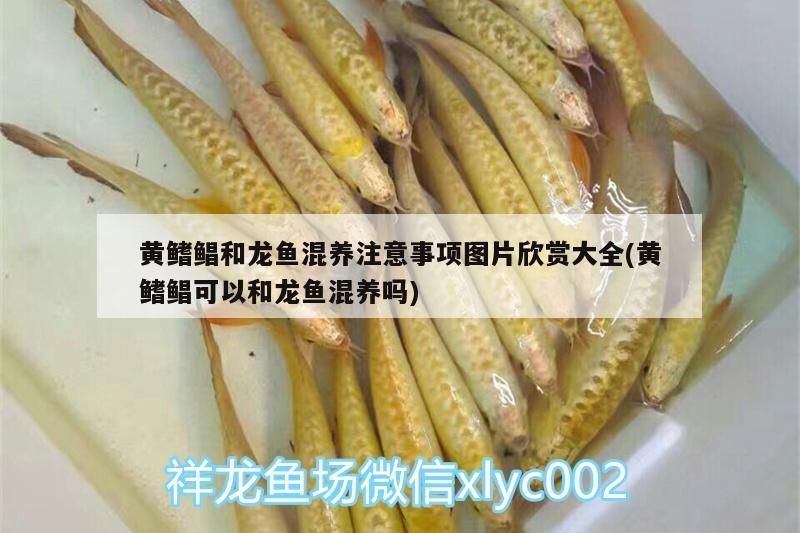 黃鰭鯧和龍魚混養(yǎng)注意事項圖片欣賞大全(黃鰭鯧可以和龍魚混養(yǎng)嗎)