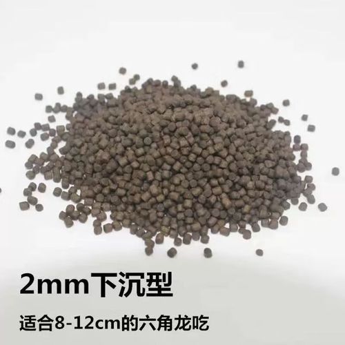 如何挑選高質量的恐龍魚飼料