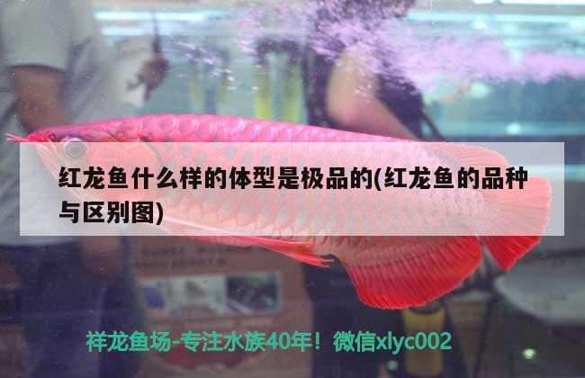 紅龍魚什么樣的體型是極品的(紅龍魚的品種與區別圖)