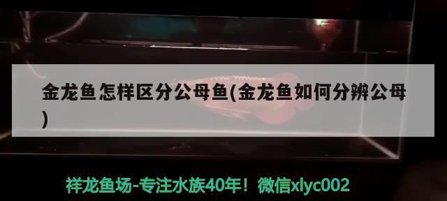 金龍魚怎樣區分公母魚(金龍魚如何分辨公母)