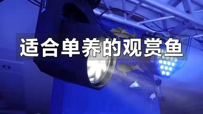 哪種魚更適合單獨飼養(yǎng)（哪種魚適合單獨飼養(yǎng)，適合單獨飼養(yǎng)的觀賞魚推薦）