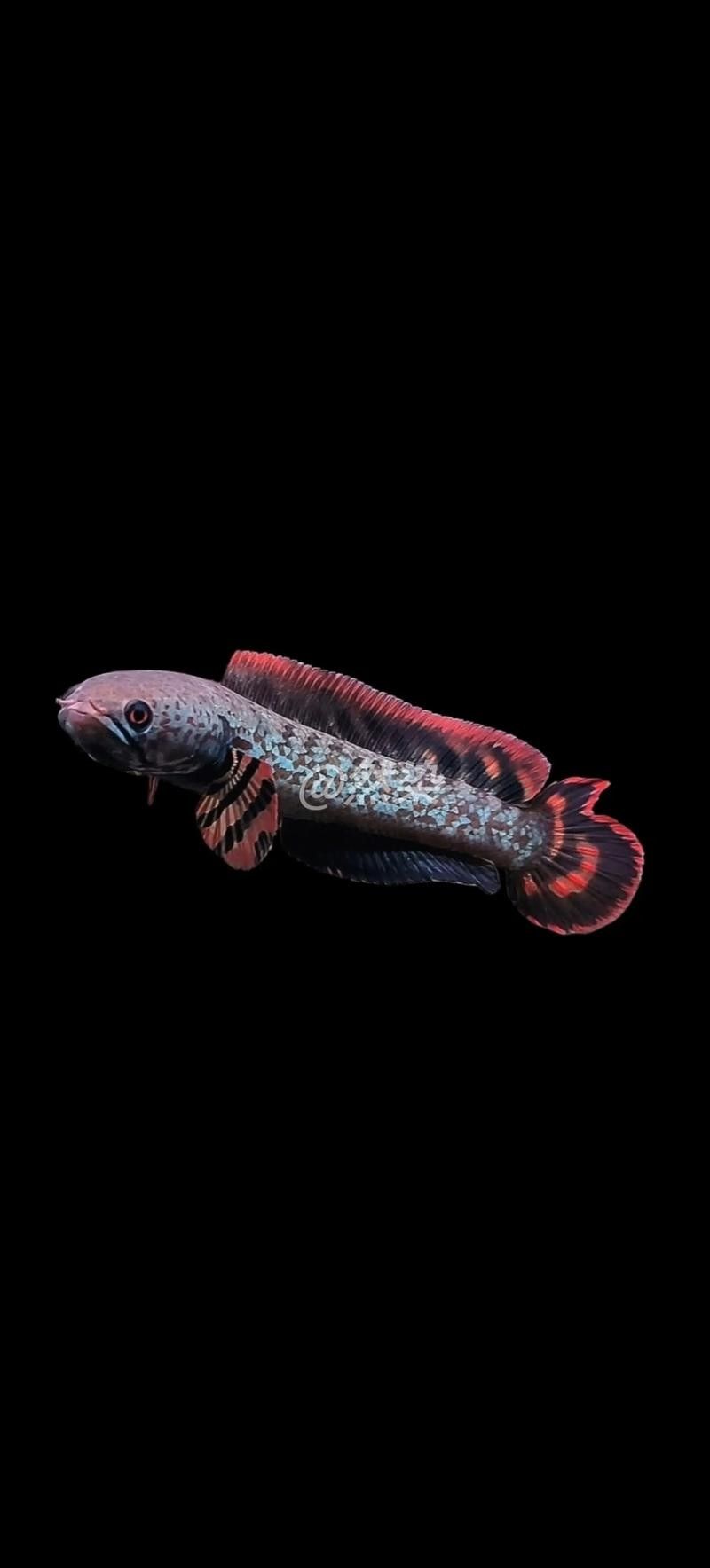 給我高清的雷龍魚分布圖