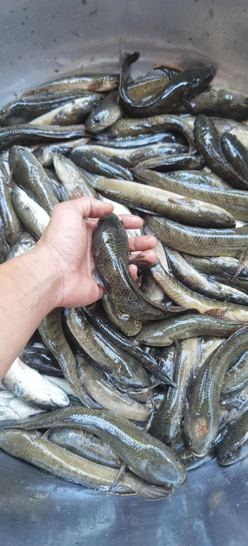 給我高清的雷龍魚分布圖