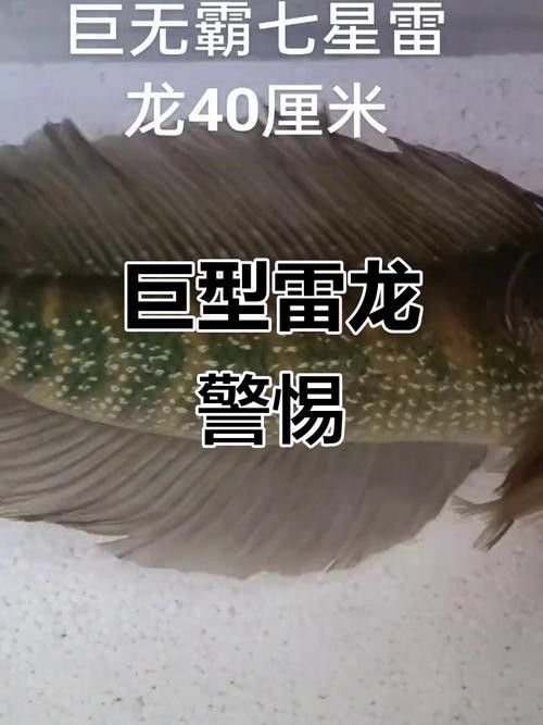 給我高清的雷龍魚分布圖
