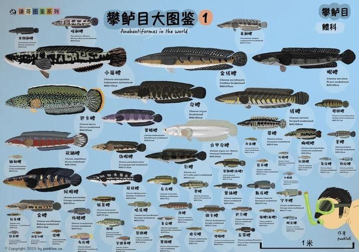 給我高清的雷龍魚分布圖