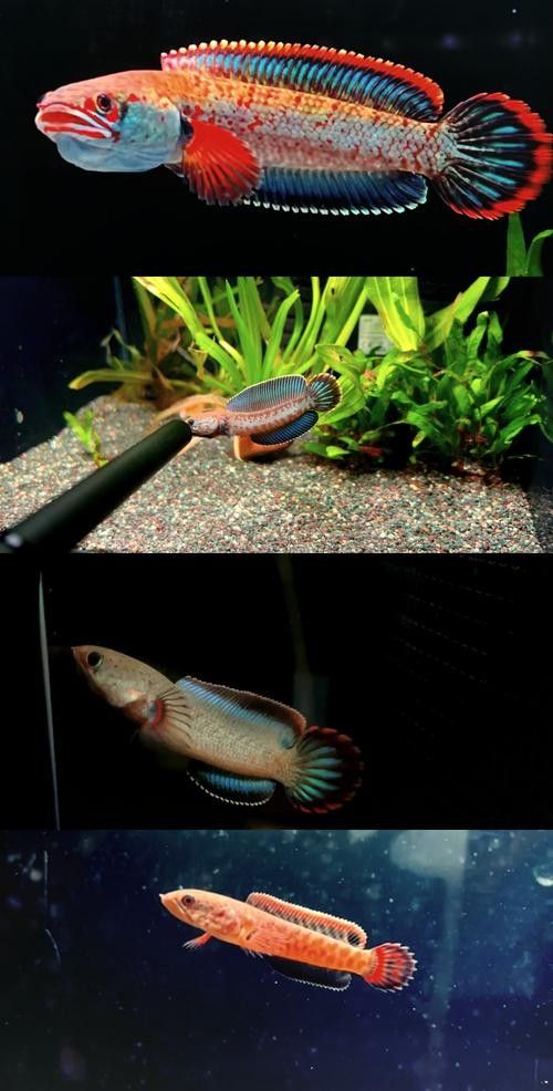 給我高清的雷龍魚分布圖