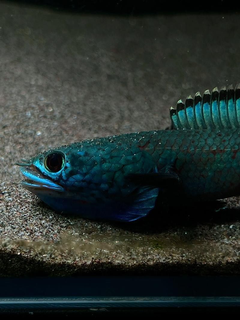 給我高清的雷龍魚分布圖
