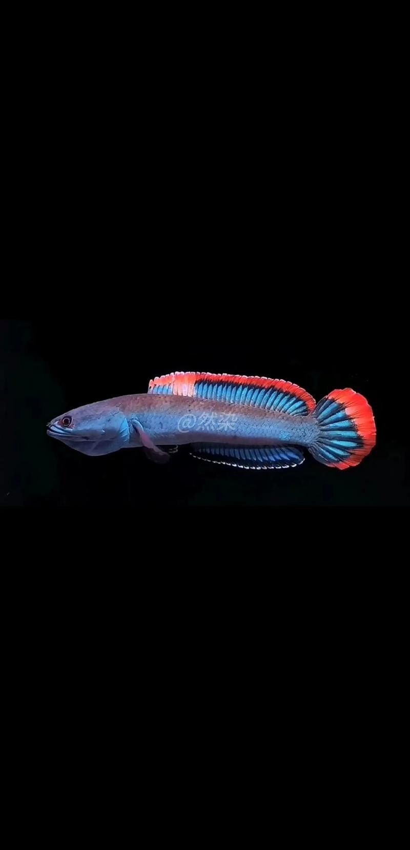 給我高清的雷龍魚分布圖
