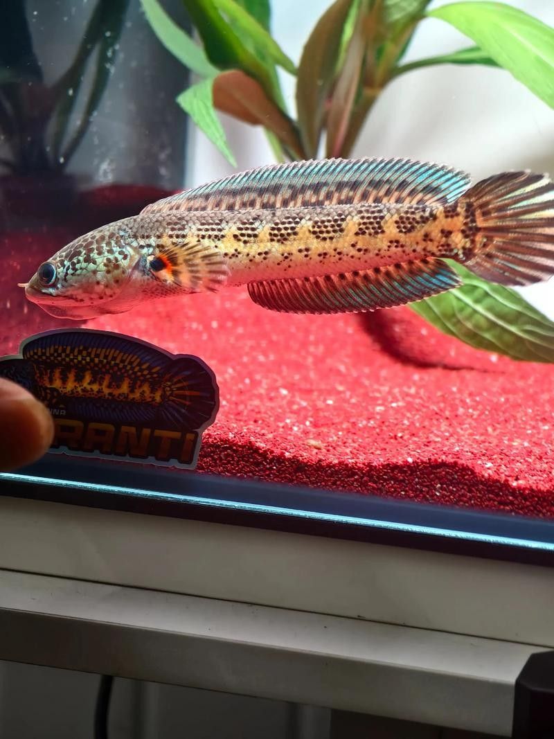 給我高清的雷龍魚分布圖