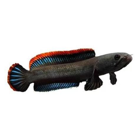 給我高清的雷龍魚分布圖