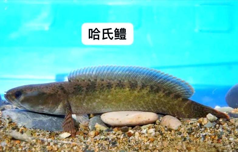 給我高清的雷龍魚分布圖