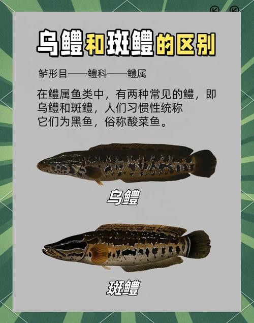 給我高清的雷龍魚分布圖