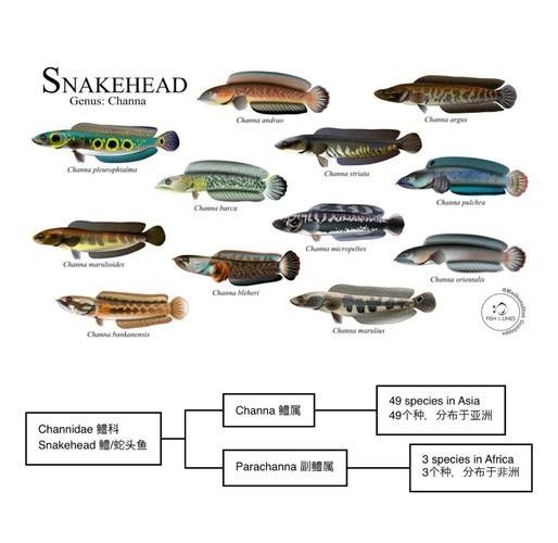 給我高清的雷龍魚分布圖
