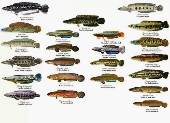 給我高清的雷龍魚分布圖