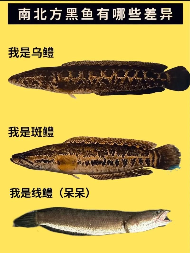 給我高清的雷龍魚分布圖