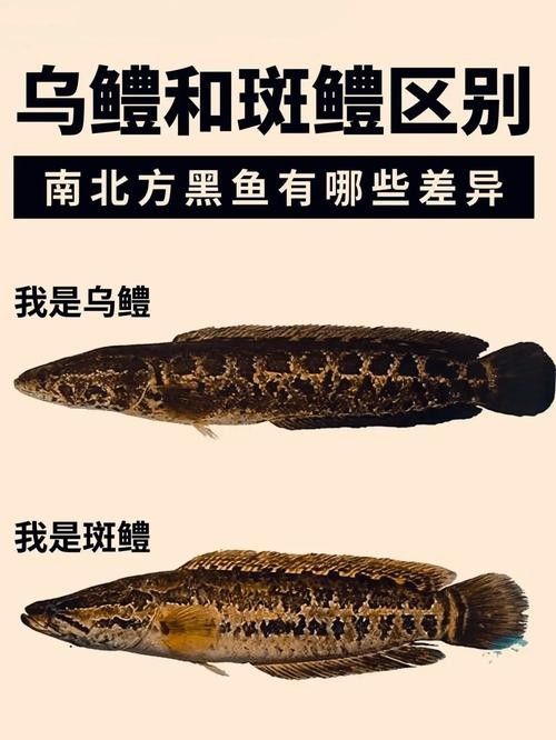 給我高清的雷龍魚分布圖