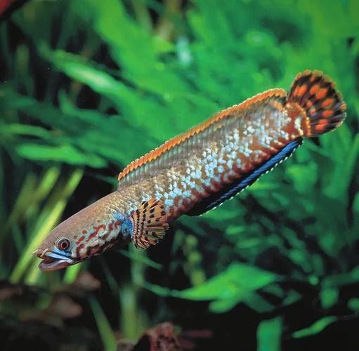 給我高清的雷龍魚分布圖