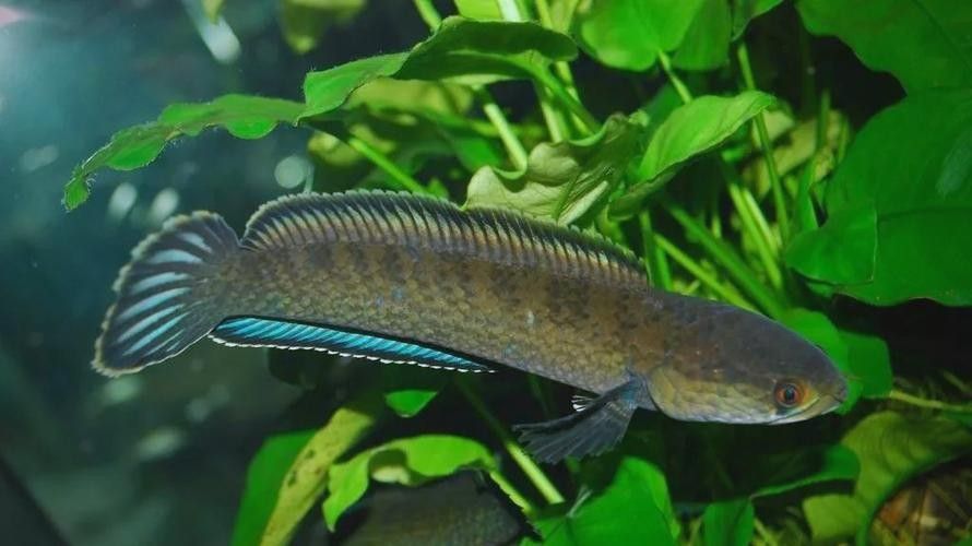 給我高清的雷龍魚分布圖