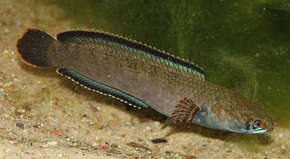 給我高清的雷龍魚分布圖
