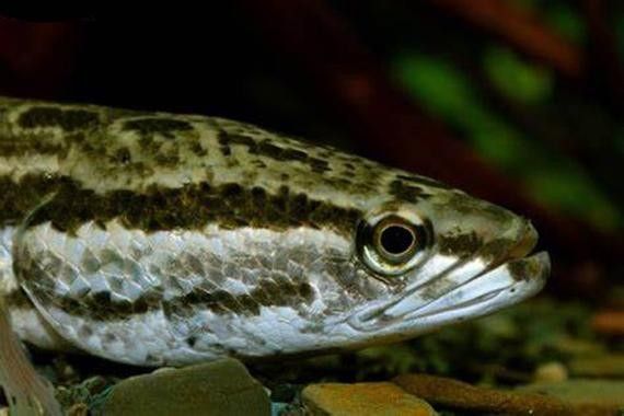 雷龍魚市場價(jià)格（雷龍魚價(jià)格波動大嗎，雷龍魚的價(jià)格會受到哪些因素影響）