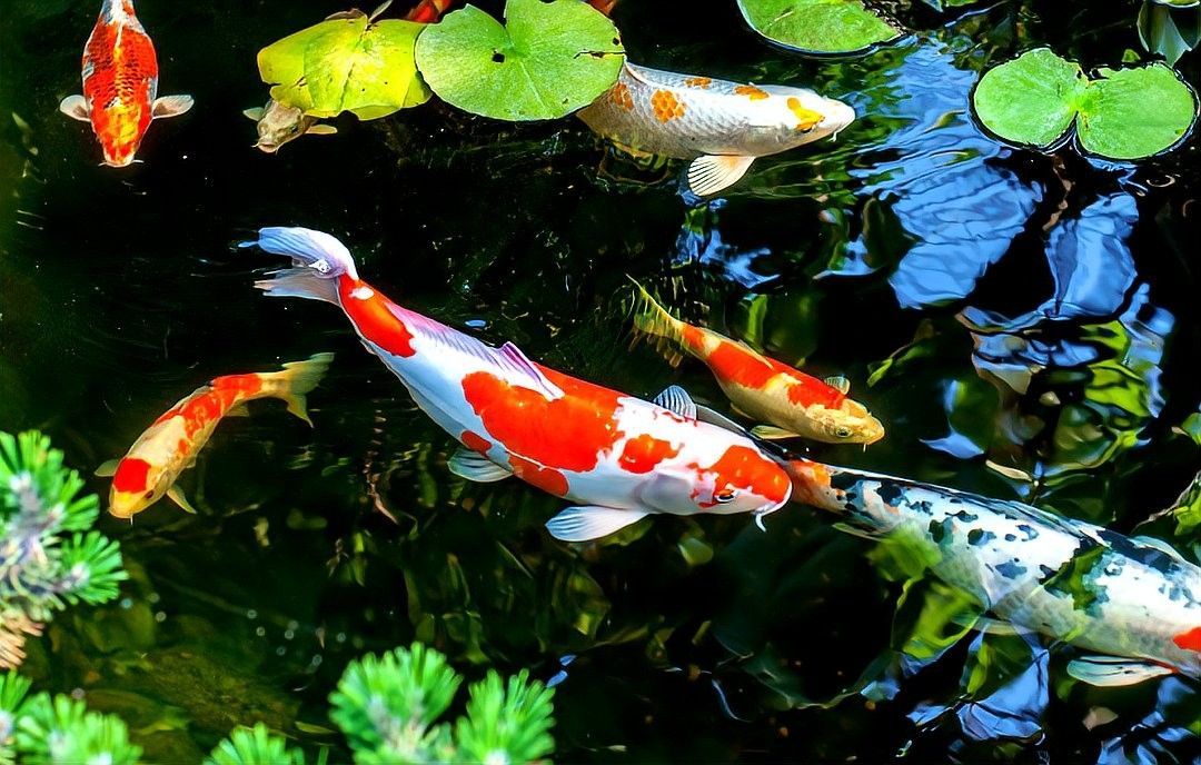 金龍魚放生會有什么后果（命理學(xué)與生態(tài)學(xué)雙重視角來看，金龍魚放生需謹慎對待）