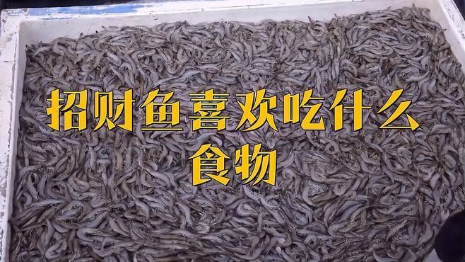 如何確保招財貓魚和龍魚有足夠的食物（招財貓魚吃什么食物最好）