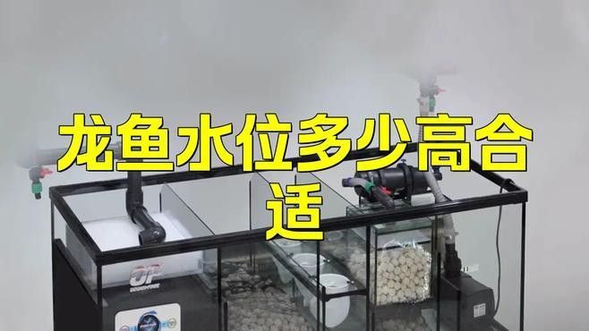 如何安全地調整龍魚缸的高度？