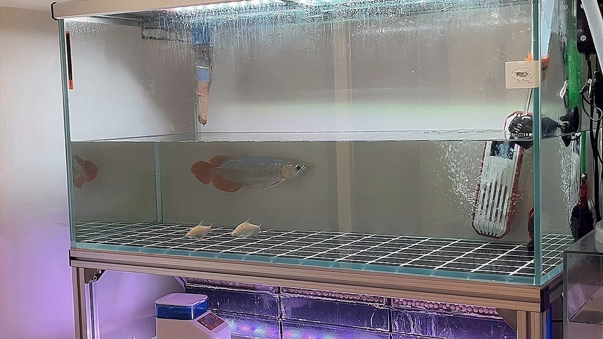 龍魚換水時(shí)需要加入什么？（龍魚換水時(shí)需要加入哪些添加劑？） 龍魚換水時(shí)需要加入什么？（龍魚換水時(shí)需要加入哪些添加劑？） 龍魚百科 第1張