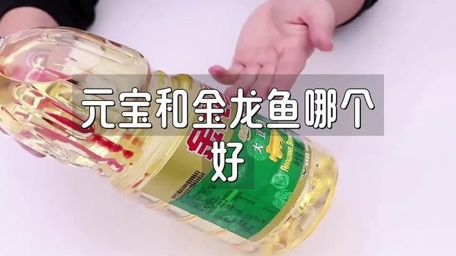 金龍魚和金元寶哪個更受歡迎 金龍魚和金元寶哪個更受歡迎 龍魚百科 第1張