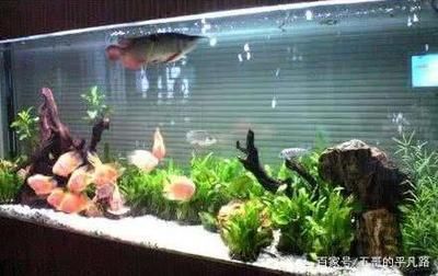 1.2米魚缸標準尺寸是多少：1.2米魚缸標準尺寸是多少米魚缸的標準尺寸是多少