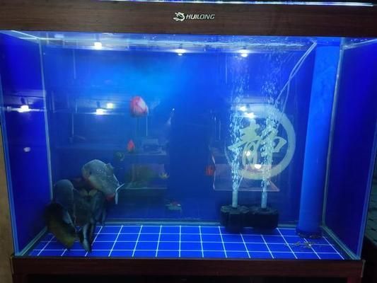 人工繁殖對巴卡雷龍魚遺傳影響（人工繁殖巴卡雷龍魚會改變其遺傳特性嗎？）